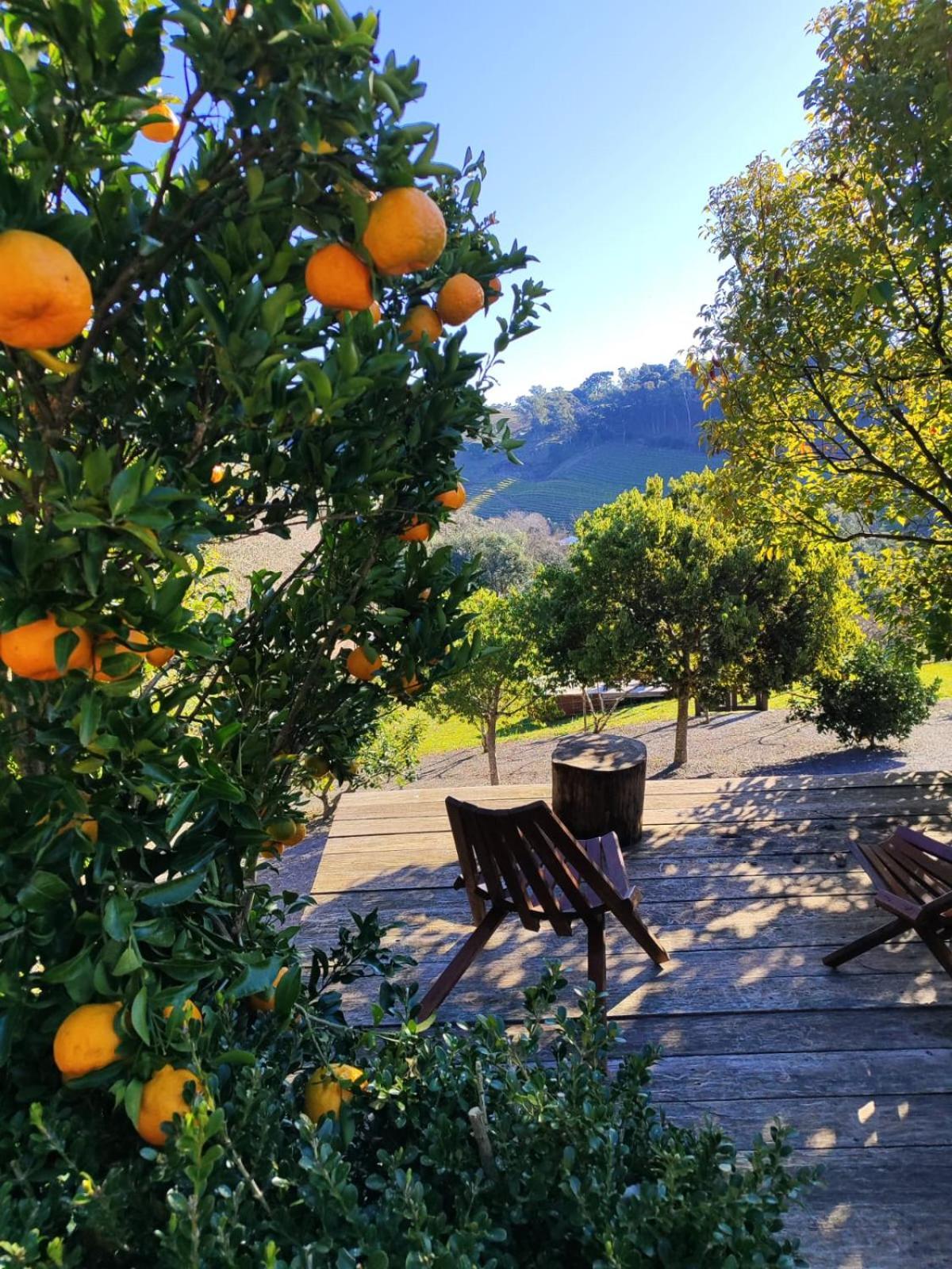Casa Na Arvore Com Hidro, Piscina, Trilha, Cavalo Bento Gonçalves Kültér fotó